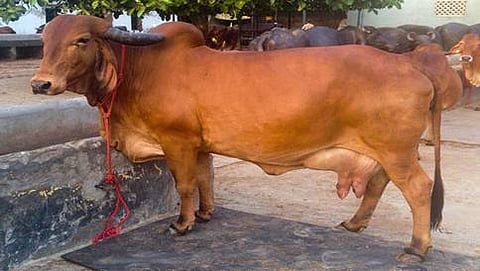 ಗಿರ್ ತಳಿಯ ಗೋವುಗಳ ಮೂತ್ರದಲ್ಲಿ 'ಚಿನ್ನ': ಜುನಗಢ್ ಕೃಷಿ ವಿವಿಯ ಸಂಶೋಧನೆ