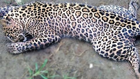 ಮೃತ ಚಿರತೆ