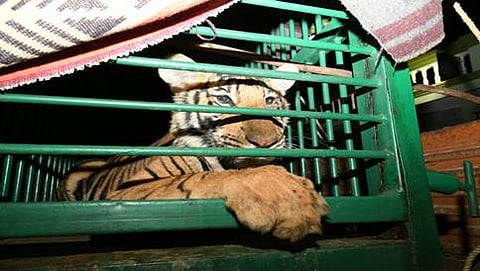 Tiger cub (File photo)