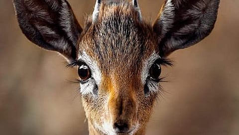 ಸಾಂದರ್ಭಿಕ ಚಿತ್ರ