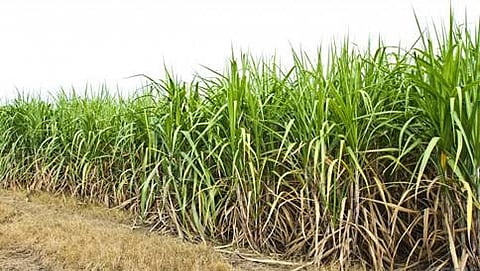 ಸಂಗ್ರಹ ಚಿತ್ರ