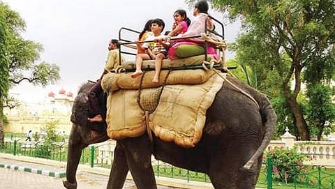 ಪ್ರವಾಸಿಗರಿಂದ ಆನೆ ಮೇಲೆ ಜಾಲಿ ರೈಡ್