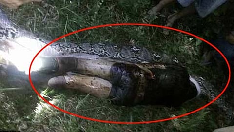 ಹಾವಿನ ಹೊಟ್ಟೆಯಲ್ಲಿ ರೈತನ ಶವ