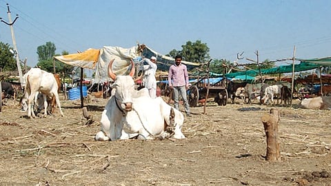 ಮೇವು ಕೊರತೆ: ರೈತರಿಗೆ ಜಾನುವಾರುಗಳನ್ನು ಮಾರಾಟ ಮಾಡುವ ಅನಿವಾರ್ಯತೆ