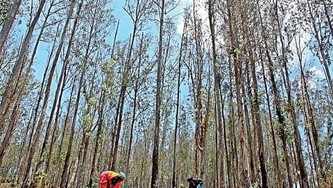 ಸಾಂದರ್ಭಿಕ ಚಿತ್ರ