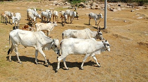 ಸಾಂದರ್ಭಿಕ ಚಿತ್ರ