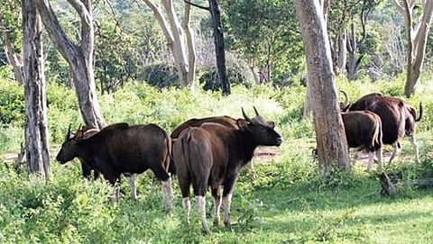 ತಲಕಾವೇರಿ ವನ್ಯಜೀವಿ ಧಾಮ