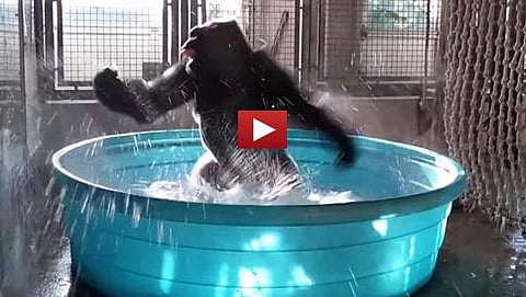 ಗೊರಿಲ್ಲಾ ಡ್ಯಾನ್ಸ್