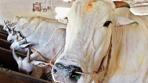 cow