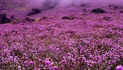 ನೀಲಕುರಿಂಜಿ ಹೂವಿನ ಸಂಗ್ರಹ ಚಿತ್ರ