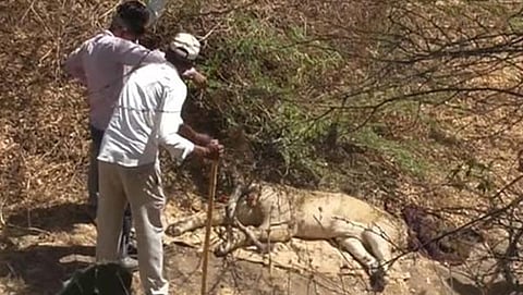 ಗುಜರಾತ್'ನಲ್ಲಿ ಮತ್ತೆ 10 ಸಿಂಹಗಳ ಸಾವು, ತಿಂಗಳಲ್ಲಿ 21 ಸಾವು