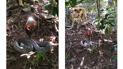 ಸೂರ್ಯ ರಶ್ಮಿಗೆ ಹೊಳೆಯುತ್ತಿರುವ ಹಾವಿನ ಹೆಡೆ