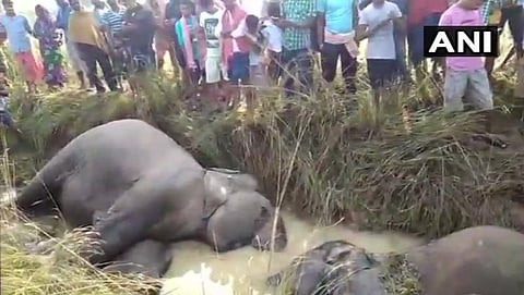 ವಿದ್ಯುತ್ ಶಾಕ್: ಒಡಿಸಾದಲ್ಲಿ 7 ಕಾಡನೆಗಳ ದಾರುಣ ಸಾವು