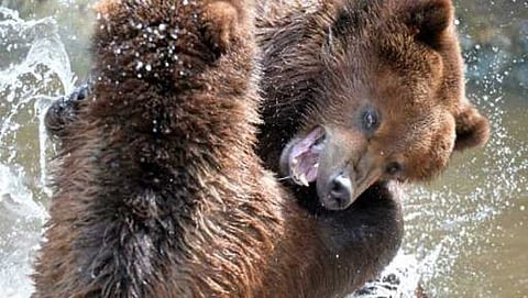 ಸಂಗ್ರಹ ಚಿತ್ರ