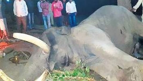 ದಾಳಿಗೆ ಮೃತಪಟ್ಟ 57 ವರ್ಷದ ಆನೆ ರಾಜೇಶ್