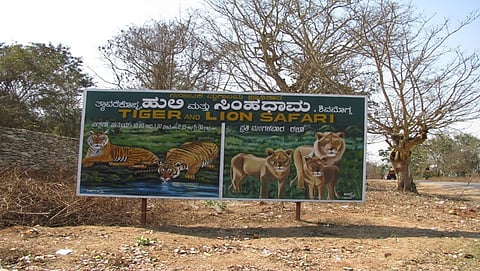ತ್ಯಾವರಕೊಪ್ಪ ಸಫಾರಿ