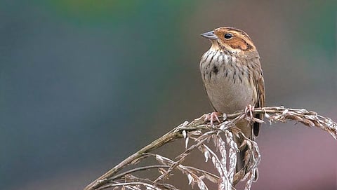 ಲಿಟಲ್ ಬಂಟಿಂಗ್