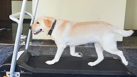 ಟ್ರೆಡ್ ಮಿಲ್ ನಲ್ಲಿ ತರಬೇತಿಯಲ್ಲಿ ತೊಡಗಿರುವ ನಾಯಿ