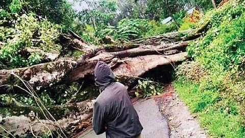ಚಿಕ್ಕಮಗಳೂರಿನ ಅಣ್ಣೂರಿನಲ್ಲಿ ಮಳೆಗೆ ಬುಡಸಮೇತ ಮುರಿದು ಬಿದ್ದ ಮರ