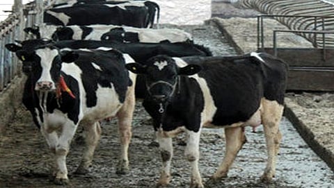 Farm Worker Death After Trying To Have Sex With Cow