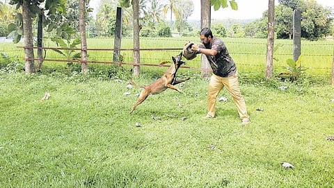 ಒಸಾಮಾನನ್ನು ಪತ್ತೆ ಹಚ್ಚಿದ ನಾಯಿ ತಳಿ ರಾಜ್ಯ ಪೋಲೀಸ್ ಇಲಾಖೆಗೆ ಸೇರ್ಪಡೆ
