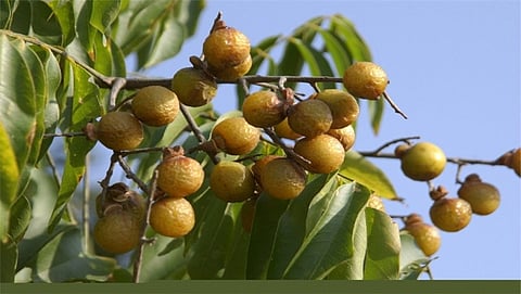 Natural Soap Nuts