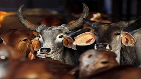 ಸಂಗ್ರಹ ಚಿತ್ರ