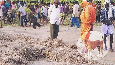 ಸಿದ್ದಗಂಗಾ ಶ್ರೀ ಶಿವೈಕ್ಯರಾದ ಬೆನ್ನಲ್ಲೇ ಅವರ ಅಚ್ಚುಮೆಚ್ಚಿನ ‘ಭೈರ’ ನಾಪತ್ತೆ!
