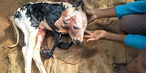 ಎರಡು ತಲೆ ಕರು