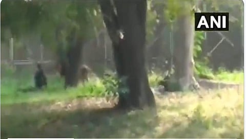 ಸಿಂಹದೊಂದಿಗೆ ವ್ಯಕ್ತಿ