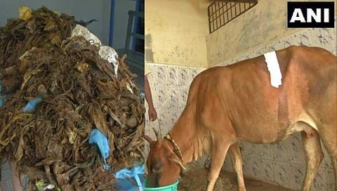 ಹಸುವಿನ ಹೊಟ್ಟೆಯಿಂದ ಹೊರತೆಗೆದ ನಿರುಪಯುಕ್ತ ವಸ್ತುಗಳು