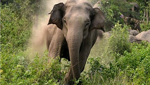 ಸಂಗ್ರಹ ಚಿತ್ರ