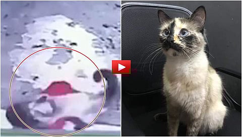 ಬೆಕ್ಕು-ಮಗು