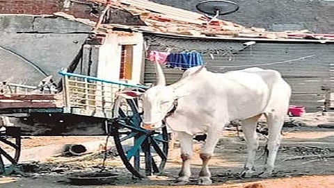 ಸಿದ್ದನಗೌಡ ಮನೆ ಮುಂದೆ ಕಟ್ಟಿಹಾಕಿರುವ ಎತ್ತು