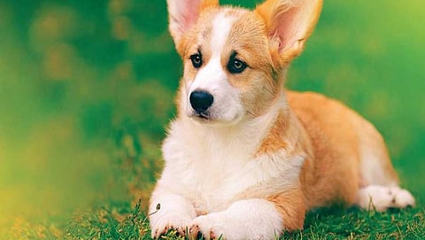 ಸಂಗ್ರಹ ಚಿತ್ರ