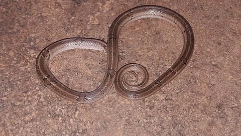 ಸಾಂದರ್ಭಿಕ ಚಿತ್ರ