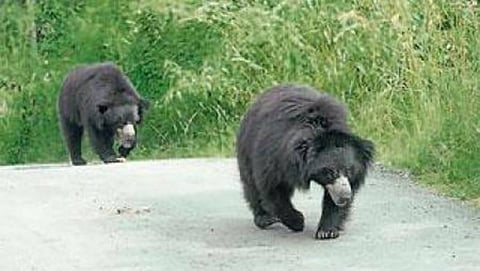 ಸಾಂದರ್ಭಿಕ ಚಿತ್ರ