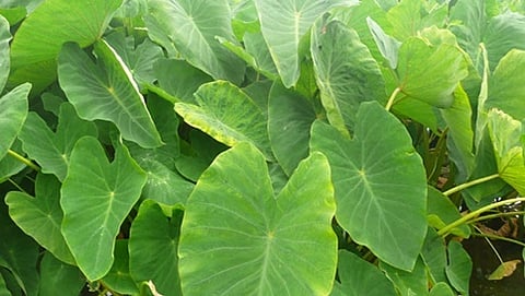 ಕೆಸುವಿನ ಎಲೆ