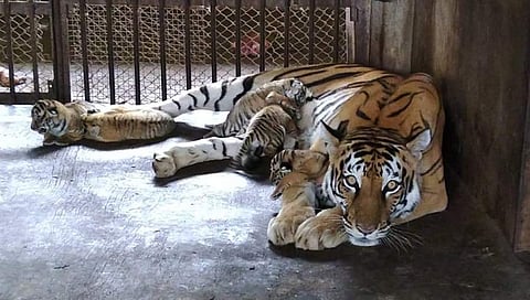 ಐದು ಮರಿಗಳ ಜನನ