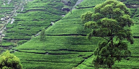 ಚಹಾ ಉತ್ಪಾದನೆ ಕಾರ್ಮಿಕರ ಮೇಲೆ ಅವಲಂಬಿತ: ಐಟಿಎ