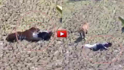 ಹುಲಿ ದಾಳಿ