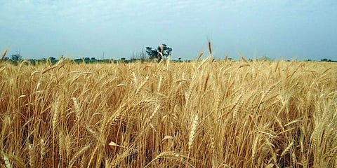 ಬತ್ತ, ತೊಗರಿಗೆ ಬೆಂಬಲ ಬೆಲೆ ಸಹಿತ ಪ್ರೋತ್ಸಾಹ ಧನ ಘೋಷಣೆ