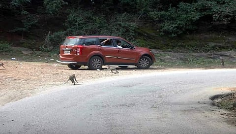 ಎಂ ಎಂ ಹಿಲ್ಸ್ ರಸ್ತೆಯಲ್ಲಿ ವಾಹನ ನಿಲ್ಲಿಸುವವರಿಗೆ ಸ್ಥಳದಲ್ಲೇ ದಂಡ: ಅರಣ್ಯ ಇಲಾಖೆ ಬಿಗಿ ಕ್ರಮ