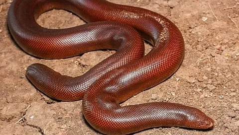 ಸಾಂದರ್ಭಿಕ ಚಿತ್ರ