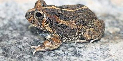 ಹೊಸ ಪ್ರಭೇದದ ಬಿಲಗಪ್ಪೆ