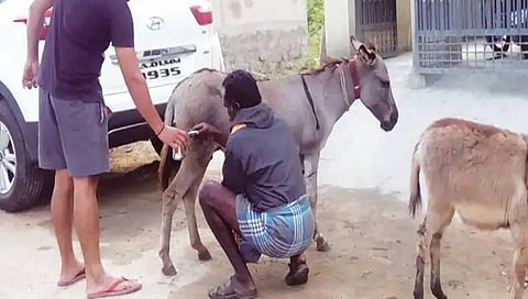 ಕತ್ತೆ ಹಾಲು