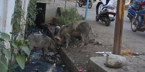 ಎಲೂರಿನಲ್ಲಿ ಹಂದಿಗಳು