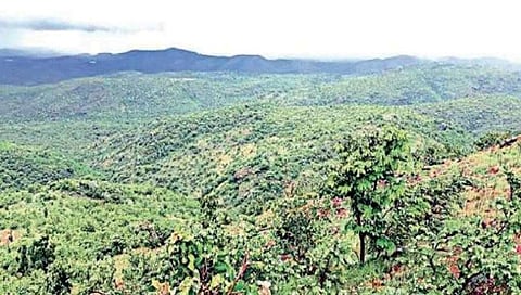 ಕಪ್ಪತ ಗುಡ್ಡ ಅರಣ್ಯ