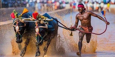 ಮಂಗಳೂರು: 30 ವರ್ಷಗಳ ದಾಖಲೆ ಮುರಿದ ಕಂಬಳ ಓಟಗಾರ!
