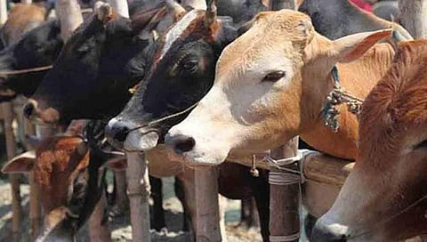 ಗೋಮೂತ್ರ, ಹಸುವಿನ ಸಗಣಿಯಿಂದ ಕೊರೋನಾ ವೈರಸ್ ಗುಣಪಡಿಸಬಹುದು: ಅಸ್ಸಾಂ ಬಿಜೆಪಿ ಶಾಸಕಿ